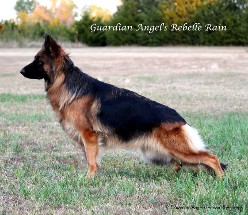 Guardian Angels Rebelle Rain