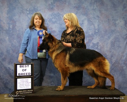 Schlossfelsen best sale german shepherds